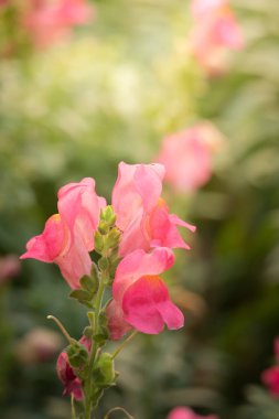 Renkli çiçeklerin arkaplan resmi