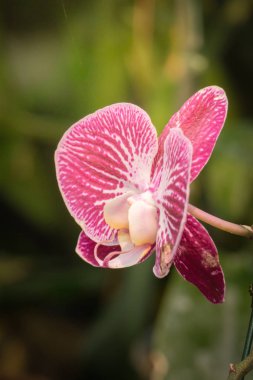 Renkli çiçeklerin arkaplan resmi