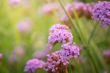 Renkli çiçeklerin arkaplan resmi