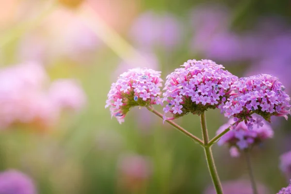 La imagen de fondo de las flores de colores — Foto de Stock