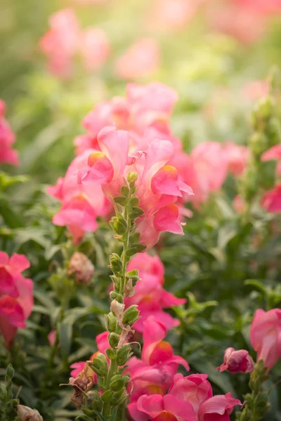 L'image de fond des fleurs colorées — Photo