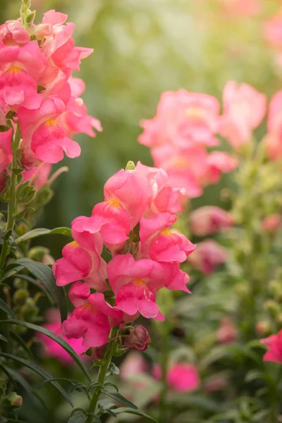 Renkli çiçeklerin arkaplan resmi