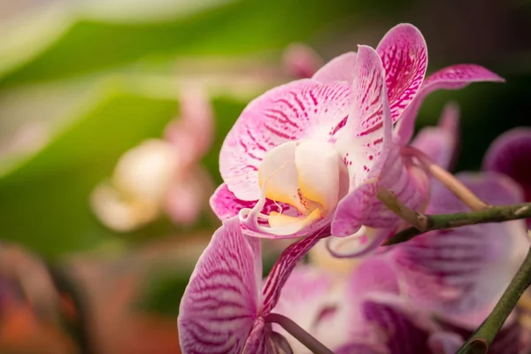 La imagen de fondo de las flores de colores — Foto de Stock