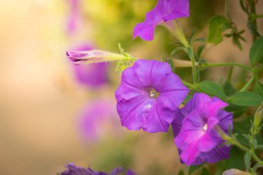 Renkli çiçeklerin arkaplan resmi