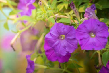 Renkli çiçeklerin arkaplan resmi