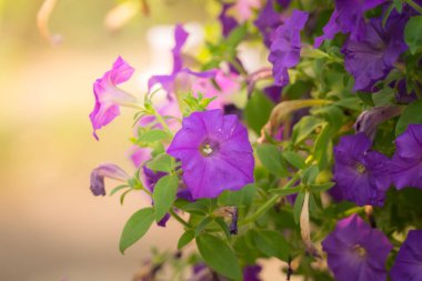 Renkli çiçeklerin arkaplan resmi