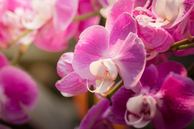 Renkli çiçeklerin arkaplan resmi