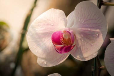 Renkli çiçeklerin arkaplan resmi