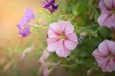 Renkli çiçeklerin arkaplan resmi