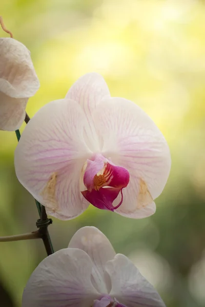 La imagen de fondo de las flores de colores — Foto de Stock