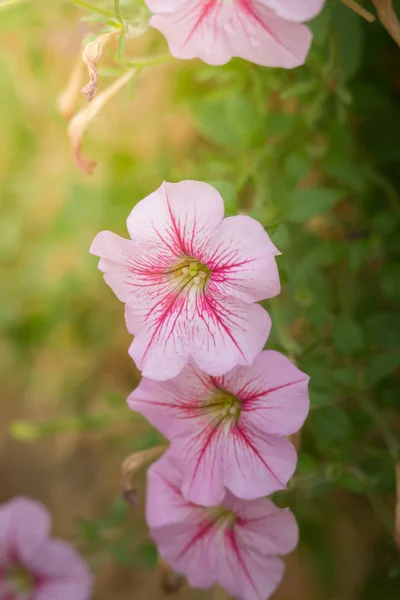 色とりどりの花の背景イメージ — ストック写真