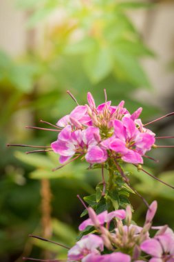 Renkli çiçeklerin arkaplan resmi