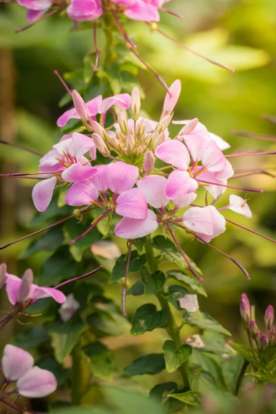 L'immagine di sfondo dei fiori colorati — Foto Stock