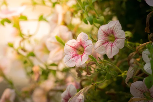 A imagem de fundo das flores coloridas — Fotografia de Stock