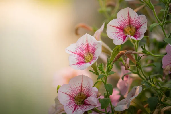 De achtergrond afbeelding van de kleurrijke bloemen — Stockfoto