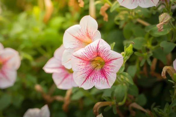 色とりどりの花の背景イメージ — ストック写真