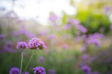 Renkli çiçeklerin arkaplan resmi