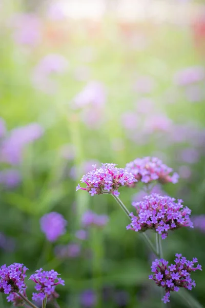 La imagen de fondo de las flores de colores — Foto de Stock