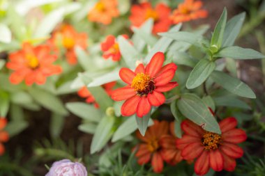 Renkli çiçeklerin arkaplan resmi