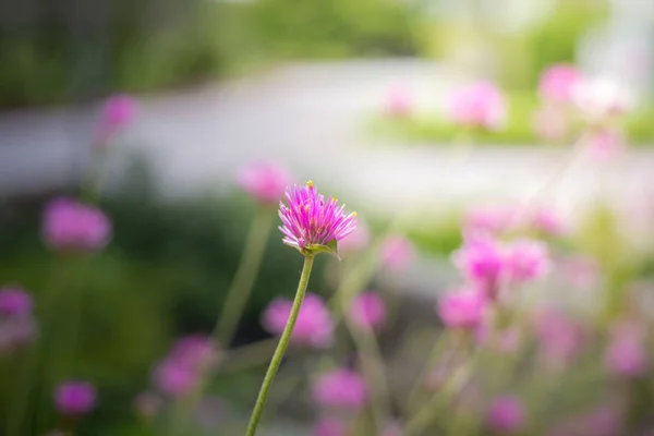 The background image of the colorful flowers