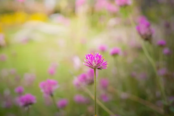 The background image of the colorful flowers — Stock Photo, Image