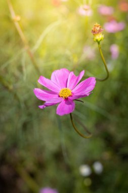 Renkli çiçeklerin arkaplan resmi