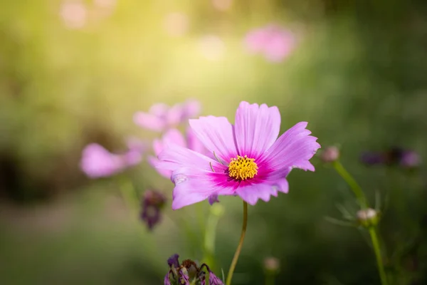 The background image of the colorful flowers