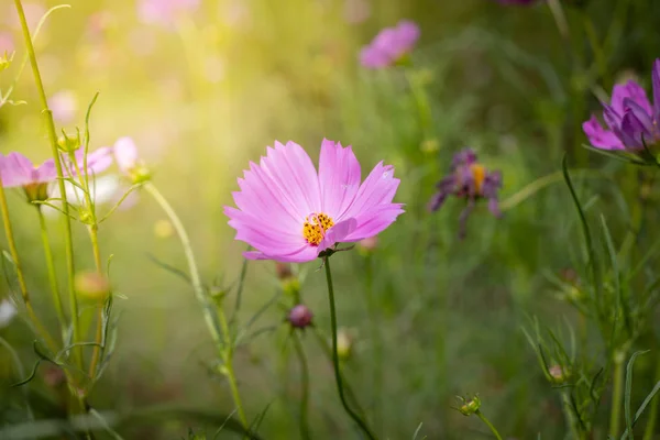 L'image de fond des fleurs colorées — Photo