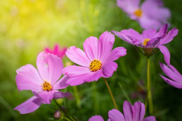 L'image de fond des fleurs colorées — Photo