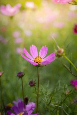 Renkli çiçeklerin arkaplan resmi