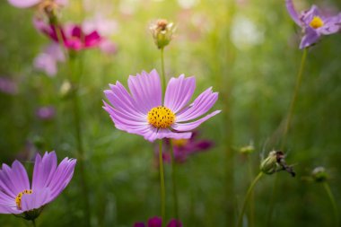 Renkli çiçeklerin arkaplan resmi