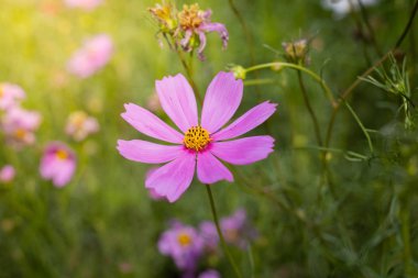 Renkli çiçeklerin arkaplan resmi