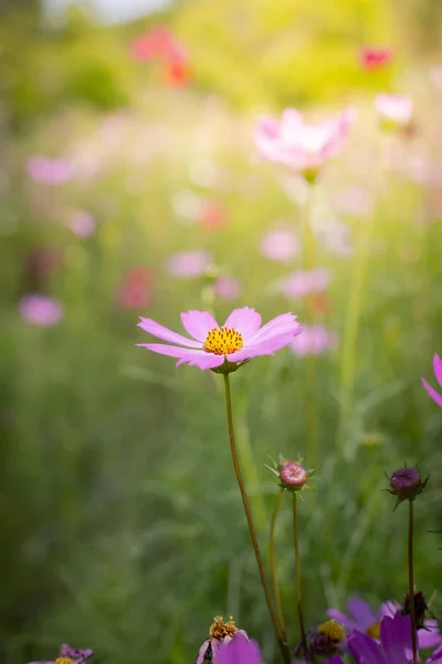 The background image of the colorful flowers