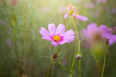 Renkli çiçeklerin arkaplan resmi