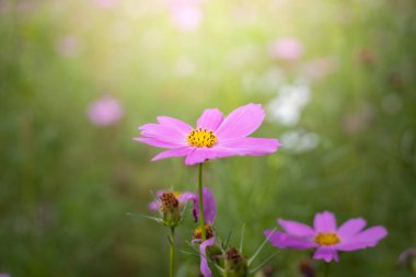 Renkli çiçeklerin arkaplan resmi