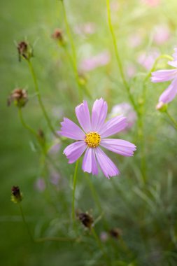 Renkli çiçeklerin arkaplan resmi