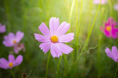 Renkli çiçeklerin arkaplan resmi