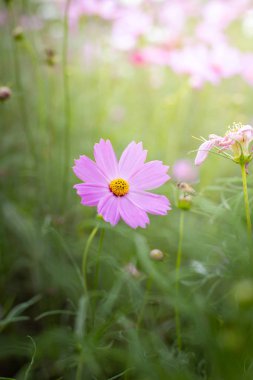 Renkli çiçeklerin arkaplan resmi