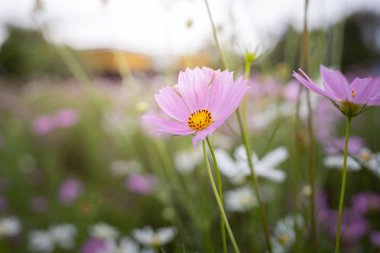Renkli çiçeklerin arkaplan resmi
