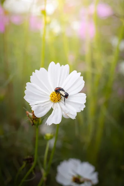 L'immagine di sfondo dei fiori colorati — Foto Stock