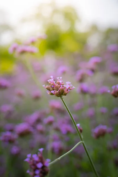 रंगीन फूलों की पृष्ठभूमि छवि — स्टॉक फ़ोटो, इमेज