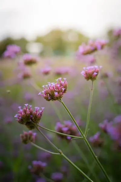 La imagen de fondo de las flores de colores — Foto de Stock