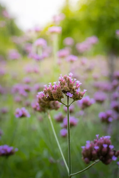 色とりどりの花の背景イメージ — ストック写真