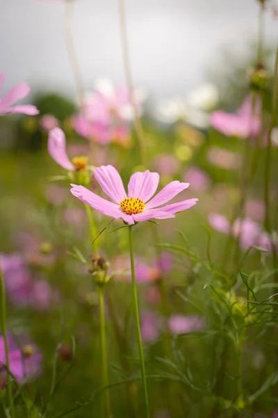 The background image of the colorful flowers