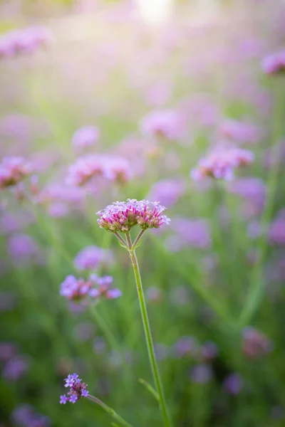 La imagen de fondo de las flores de colores — Foto de Stock