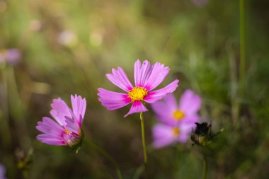 Renkli çiçeklerin arkaplan resmi