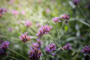 Renkli çiçeklerin arkaplan resmi