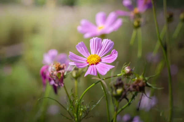 L'immagine di sfondo dei fiori colorati — Foto Stock