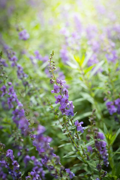 La imagen de fondo de las flores de colores — Foto de Stock