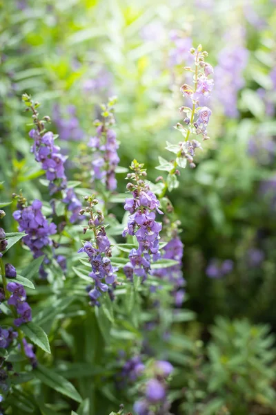 La imagen de fondo de las flores de colores — Foto de Stock